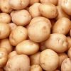 Netherland to help Punjab in potato cultivation, dairy sector
