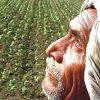 Punjab to hold second round of farmers’ suicide survey